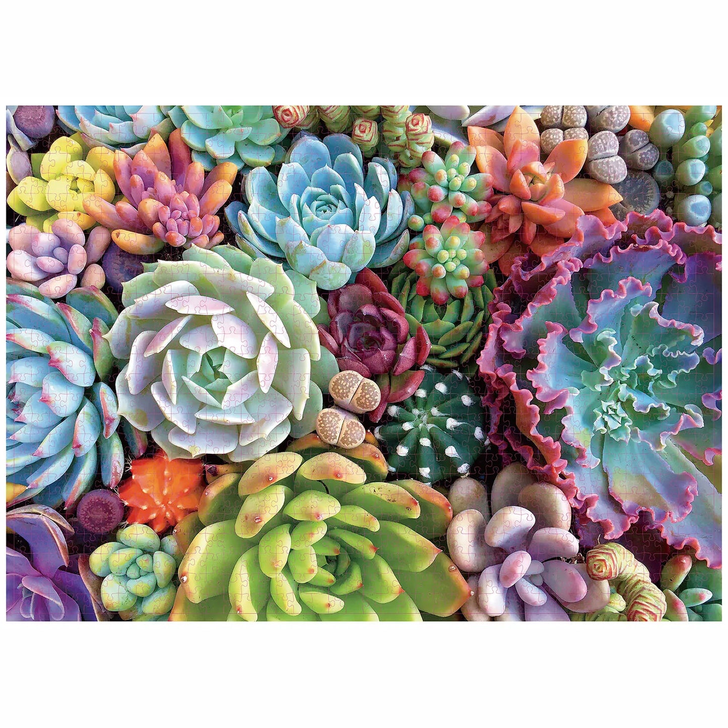 Puzzle 1000 Pièces - Plantes succulentes (Plante, Adulte)
